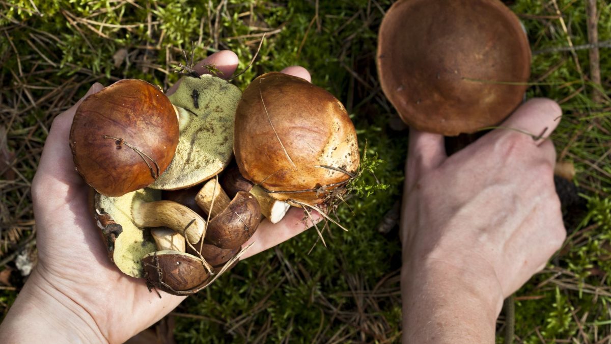 The only guide on Magic mushrooms and cancer patients