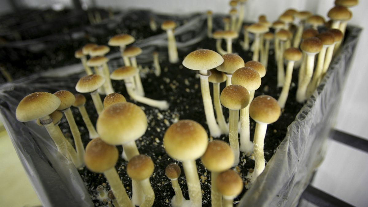 MENTAL HEALTH BENEFITS OF MICRODOSING MAGIC MUSHROOMS