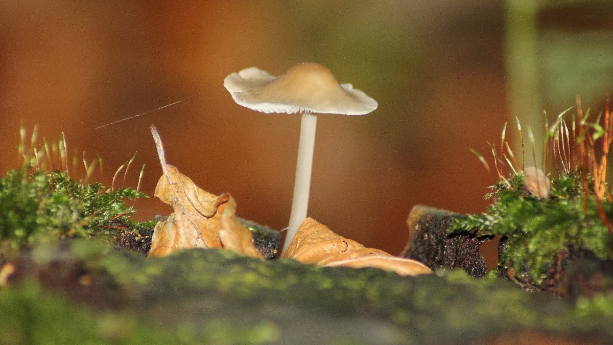 The History Of Magic Mushrooms