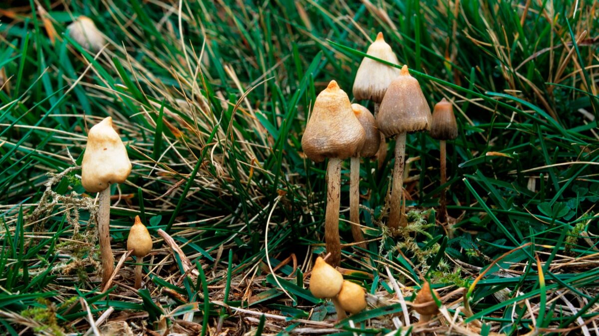 WHY MAGIC MUSHROOMS ARE NOW BECOMING POPULAR IN CANADA  